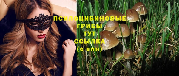 прущие грибы Дмитриев